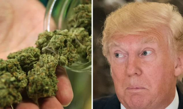 Tek Bir Paylaşımla Gelen Milyarlarca Dolar: Siyasetin Kenevir Piyasasını Ateşlediği Anlar 2 Donald Trump