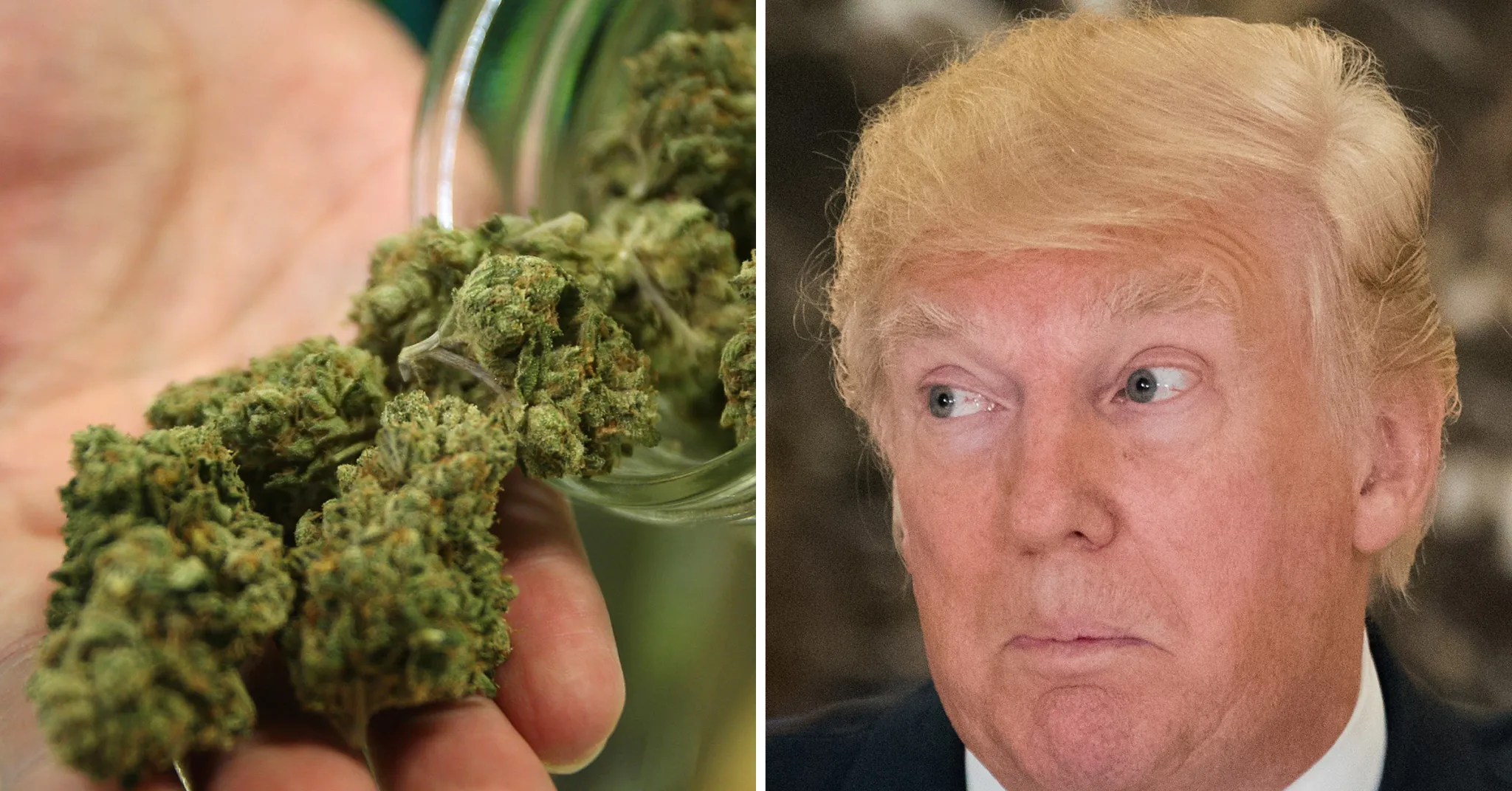 Tek Bir Paylaşımla Gelen Milyarlarca Dolar: Siyasetin Kenevir Piyasasını Ateşlediği Anlar 1 Donald Trump