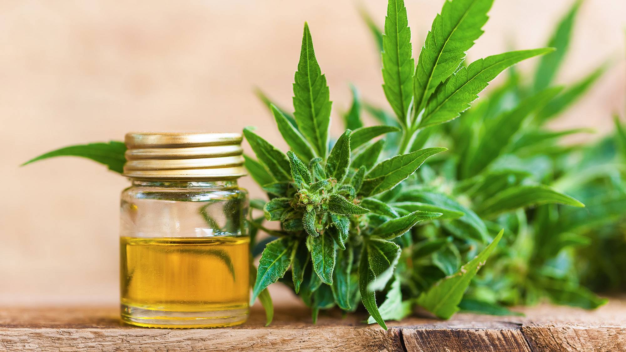 Tıbbi Kenevir Üretimi İçin Profesyonel Kılavuz: Genetik, Yetiştirme ve Hasat Sonrası İşlemler 1 Tıbbi Kenevir Üretimi İçin Profesyonel Kılavuz